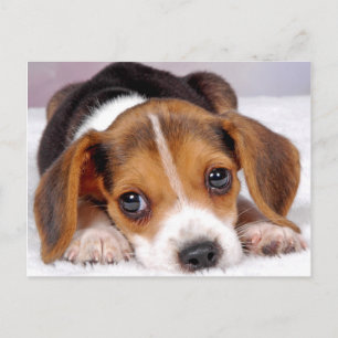 beagle vykort