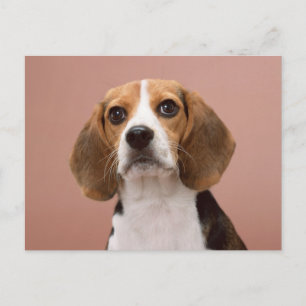 Beagle Vykort