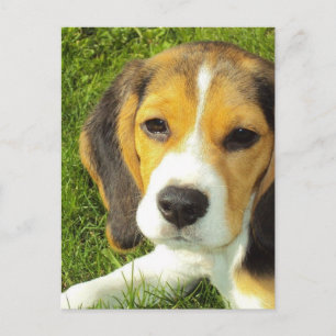 Beagle-vykort Vykort