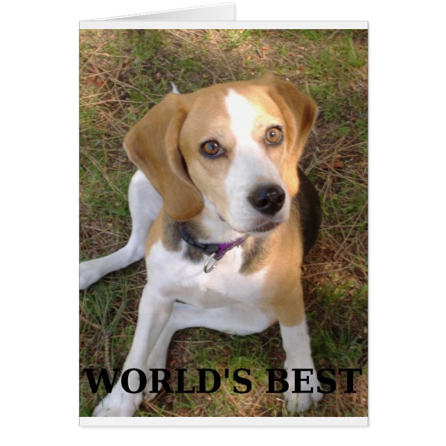 Beagle Worlds best Hälsningskort (Framsidan)