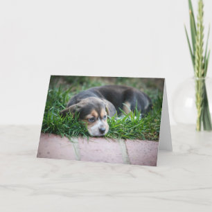 Beaglebaby på gräs kort