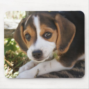 Beaglebabyhund Musmatta