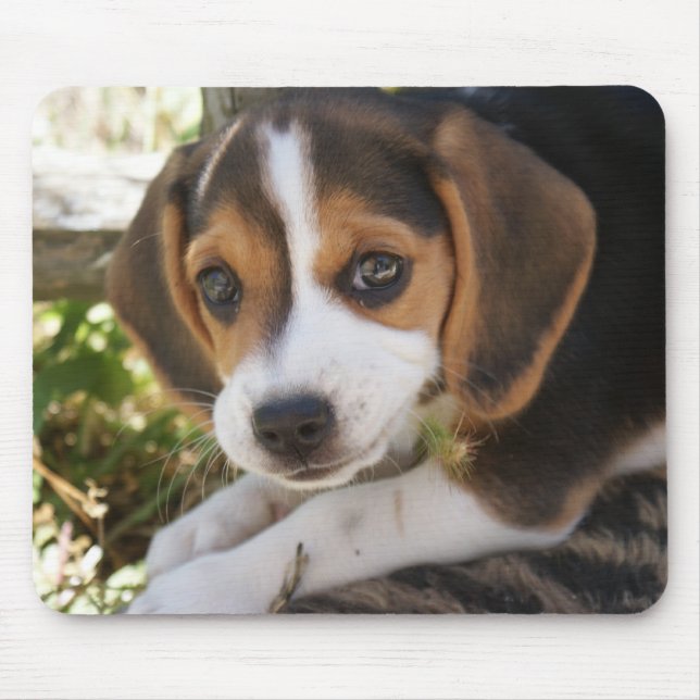 Beaglebabyhund Musmatta (Framsidan)