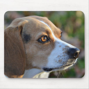 Beaglebeslutsamhet Musmatta