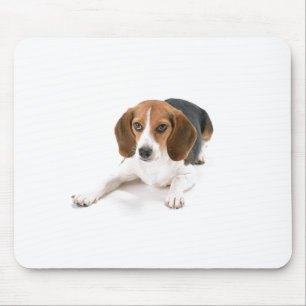 Beaglehundmusen vadderar musmatta
