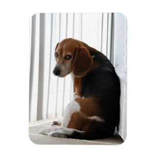 beagleinställning magnet