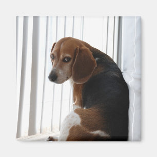 beagleinställning magnet