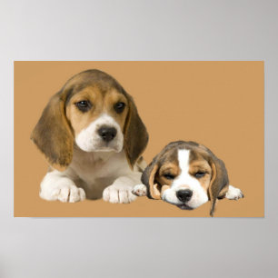 Beaglekompistryck Poster