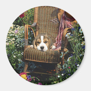 Beaglemagnet i trädgårds- stol magnet