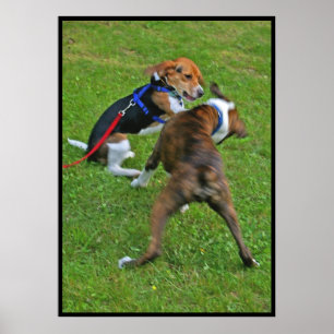 Beaglen knackar ut konkurrens… poster