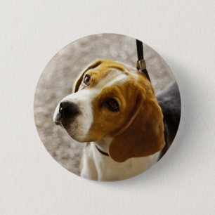 Beaglen knäppas knapp