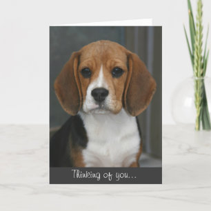 Beagleporträttkort Kort