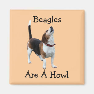 Beagles är ett rolig hund tjut magnet
