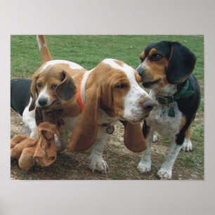 Beagles & Basset Hound Friends Poster