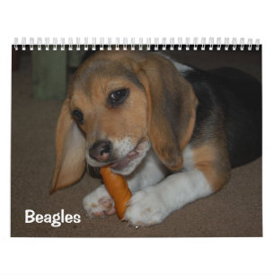 Beagles Calendar Kalender