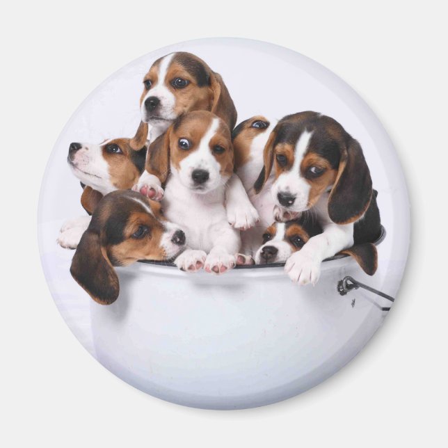 Beagles i Bucket Magnet (Framsidan)