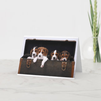 Beagles Kort
