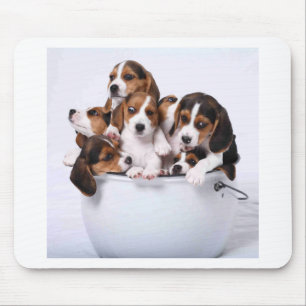 Beagles ösregnar in musmatta