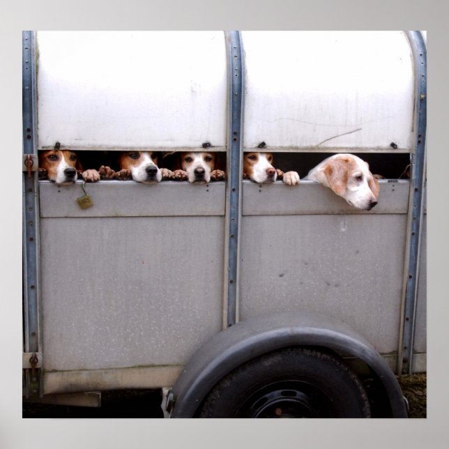 Beagles Poster (Framsidan)