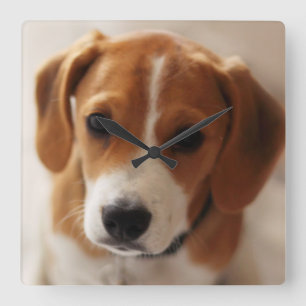 Beaglevalp 2 fyrkantig klocka