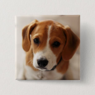 Beaglevalp 2 knapp