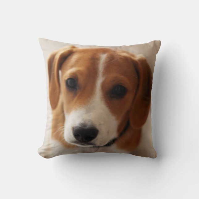 Beaglevalp 2 kudde (Framsida)