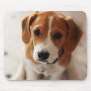 Beaglevalp 2 musmatta