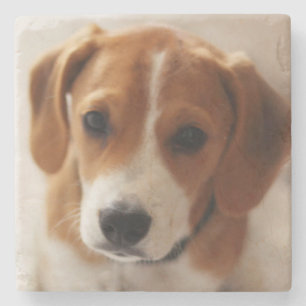 Beaglevalp 2 underlägg sten