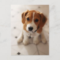 Beaglevalp 2