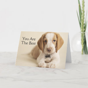 Beaglevalp Kort