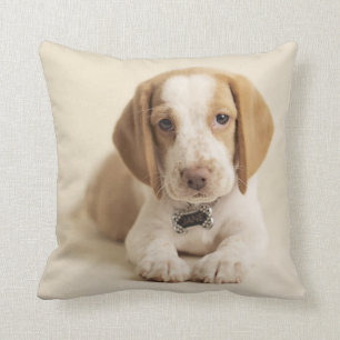 Beaglevalp Kudde