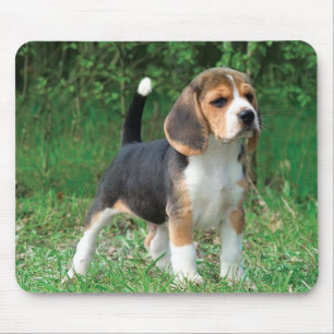 Beaglevalp Musmatta