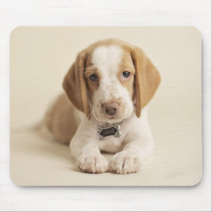 Beaglevalp Musmatta