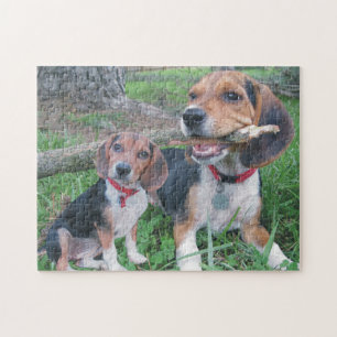 Beaglevalp som tycker om att tugga på en pinne pussel