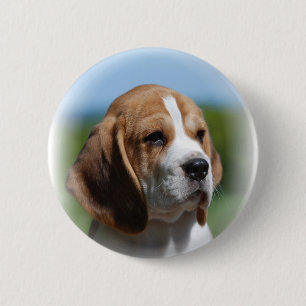 Beaglevalpen knäppas knapp