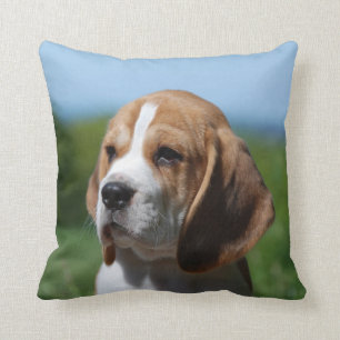 Beaglevalpen kudder kudde