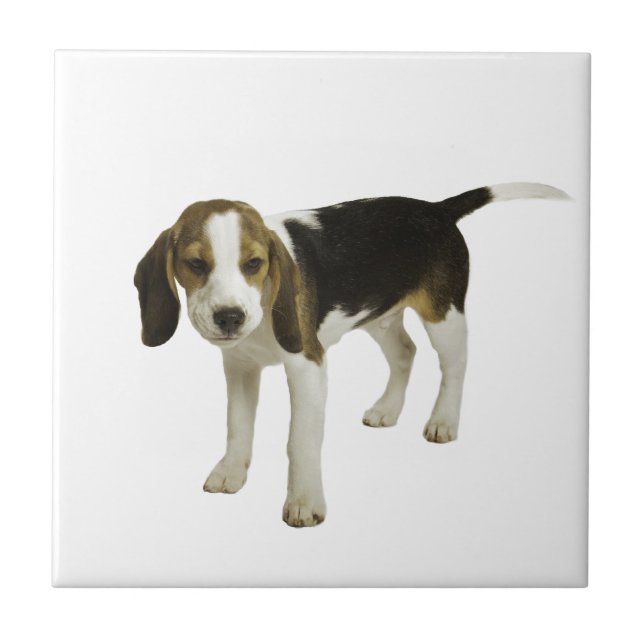 Beaglevalphund Kakelplatta (Framsidan)