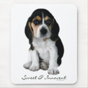 Beaglevalphund Musmatta
