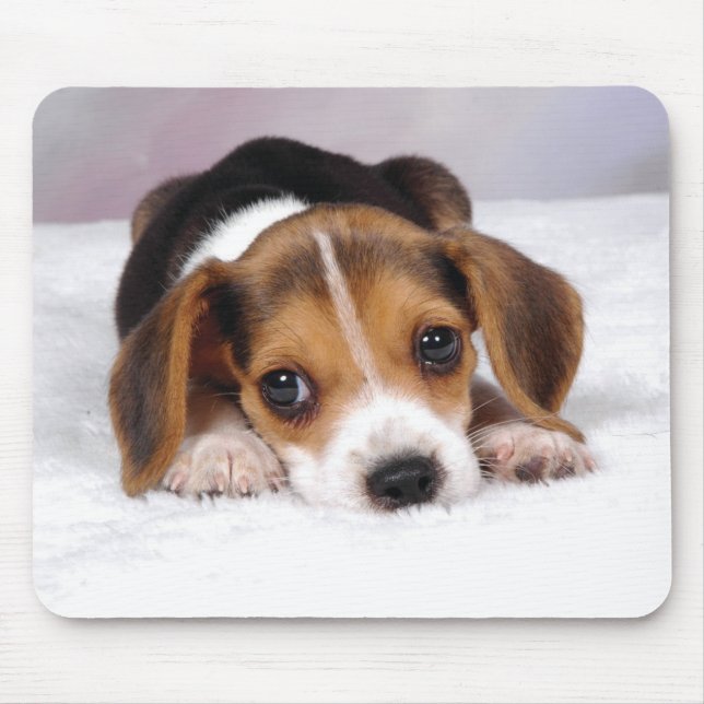 Beaglevalphund Musmatta (Framsidan)