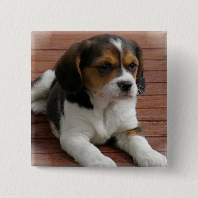 Beaglevalphunden kvadrerar klämmer fast knapp (Framsida)