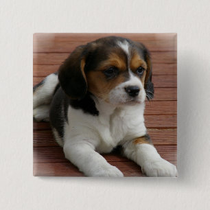 Beaglevalphunden kvadrerar klämmer fast knapp