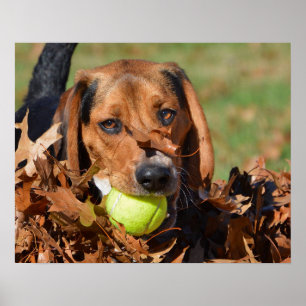 Beaglevalplöv på näsa & tennisboll poster