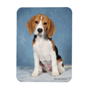 Beaglevalpmagnet Magnet