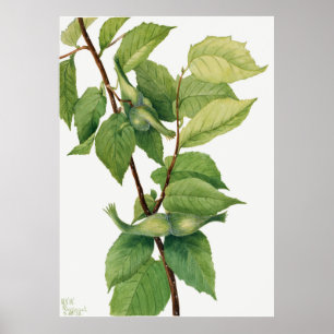 Beaks Hazelnut (Corylus rostrata) (1932) av Mary Poster