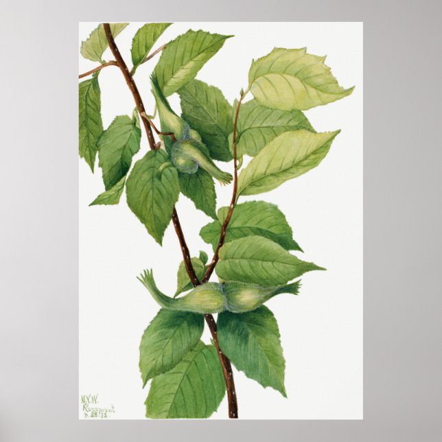 Beaks Hazelnut (Corylus rostrata) (1932) av Mary Poster (Framsidan)