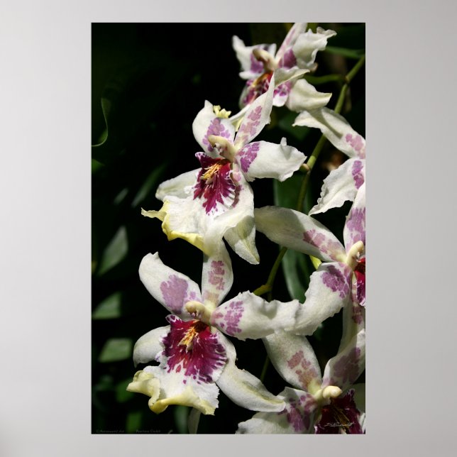 Beallara Orchid Art Poster -40 x 60 -andra storlek (Framsidan)