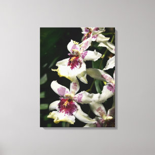 Beallara Orchid Art Wrapped Canvas - 18 x 24