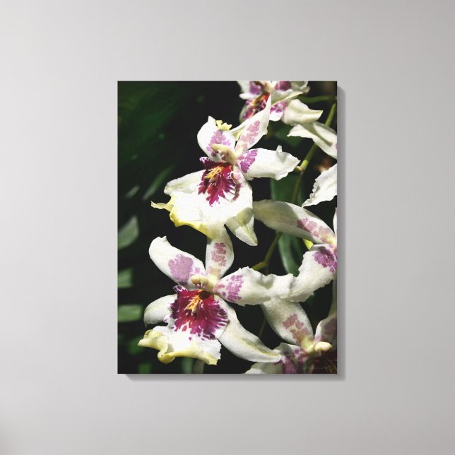 Beallara Orchid Art Wrapped Canvas - 18 x 24 (Framsida)