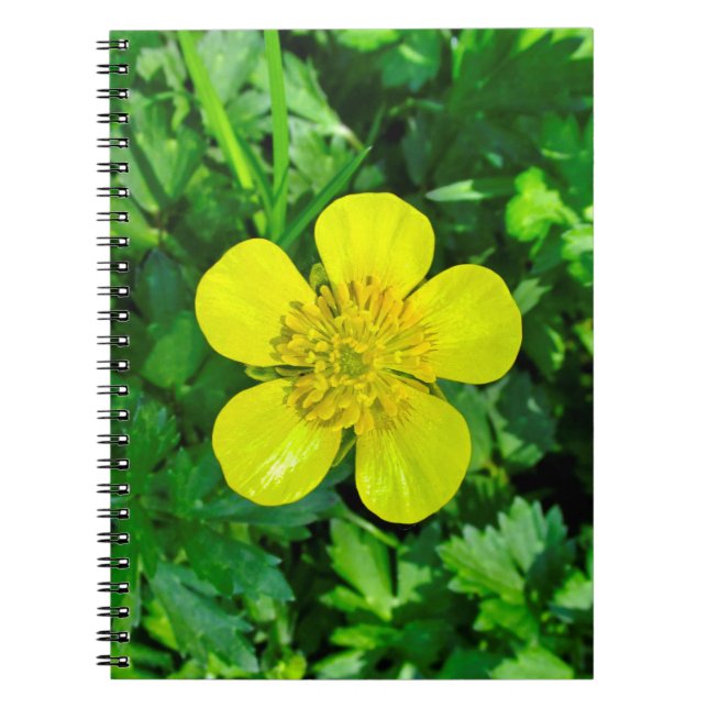 Beaming Butterkoppsblomma. Anteckningsbok (Framsidan)