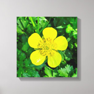 Beaming Butterkoppsblomma. Canvastryck